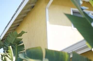 green banana tree beside white wooden house with a gutter guard